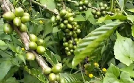 Enjoy the taste of the legendary Pupuan coffee, under the clove tree.