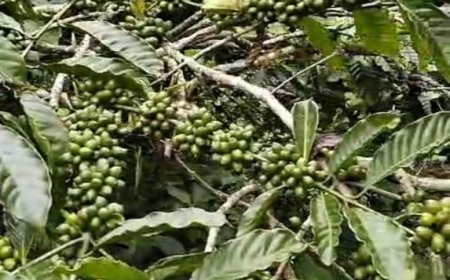 Nikmati cita rasa kopi Pupuan yang legendaris, di bawah pohon cengkeh.