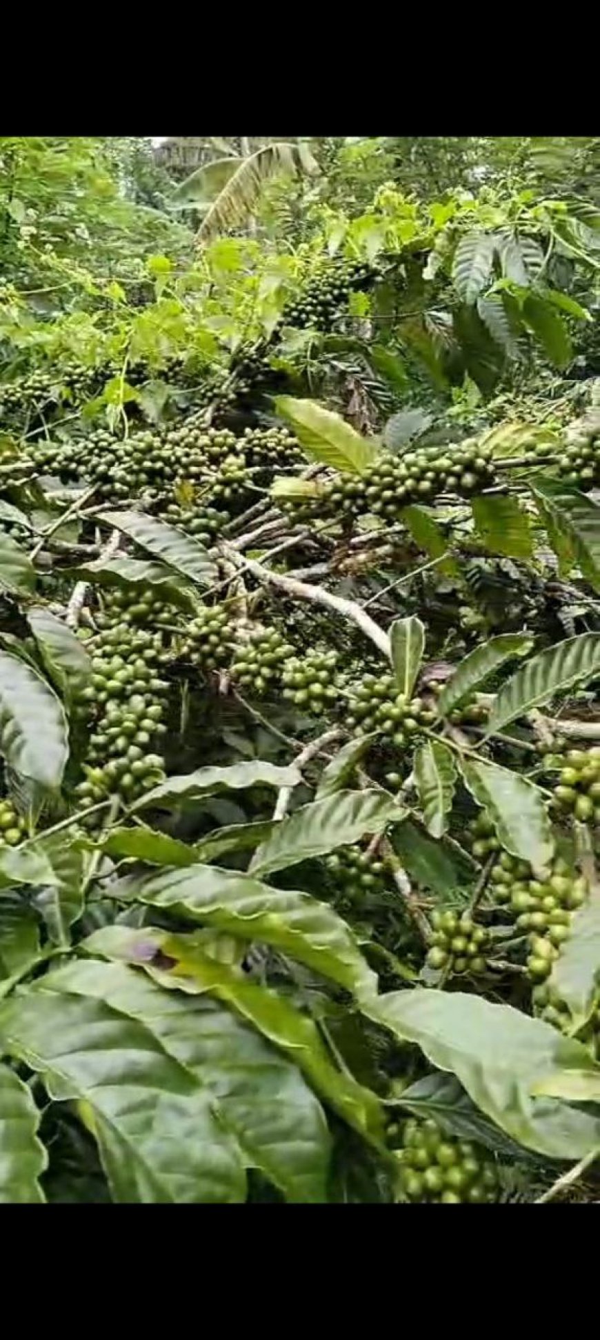 Nikmati cita rasa kopi Pupuan yang legendaris, di bawah pohon cengkeh.